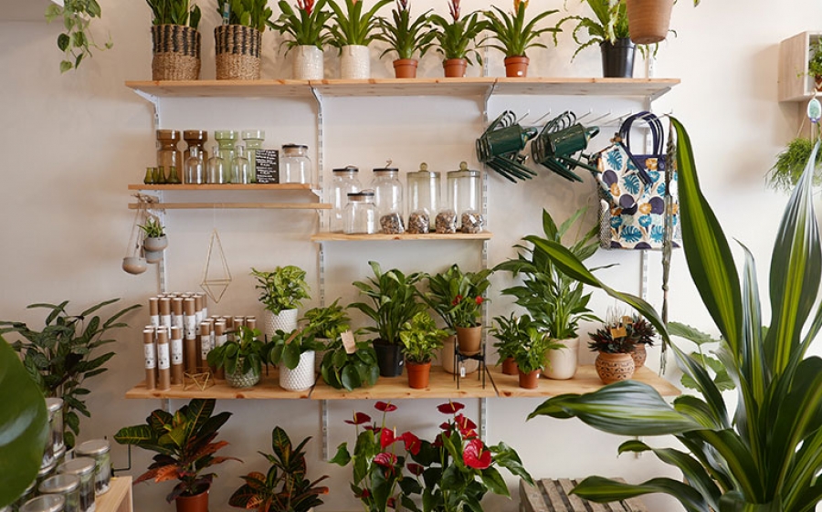WILD - Living with plants, L’houseplant boutique per gli appassionati del verde