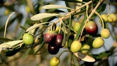 Fratelli Carli: Non solo Olio|||