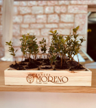 Tenuta Moreno|||